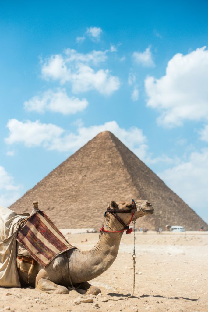 Camel sitting in the forefront with the pyramids of Giza behind